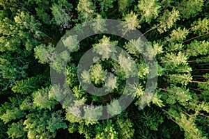 Top view of the green forest trees. Aerial photo