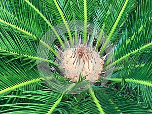 Top view of green fresh cycad