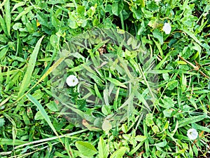 top view of green grass on field in summer season