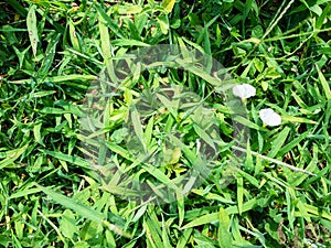 top view of green grass on lawn in summer season