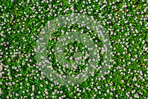 Top view of green grass with small white flowers