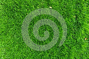 Top view Green grass texture background.