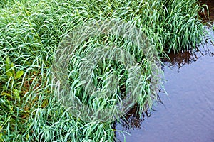 Top view of green grass tilted by the wind over rippling dark water