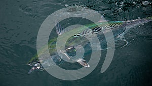 Top view of green and gray Little tunny fish swimming in the water near the surface