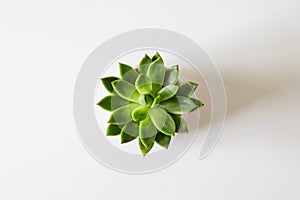 Top view of green houseleek succulent on white background.