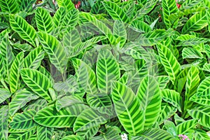 Top view green leaf,calathea zebrina zebra plant texture ornamental background in garden
