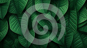 Top view of green leaf pattern background