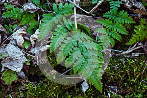Top view green leaves of fern Dryopteris carthusiana in forest in spring day