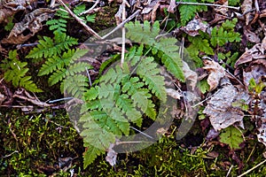 Top view green leaves of fern Dryopteris carthusiana outdoors