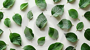 Top view green leaves pattern on white background. Wide-format banner. Earth Day. AI Generated