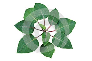 Top view of green leaves Poinsettia shrub plant without colored bracts or modified leaves isolated on white with clipping path.