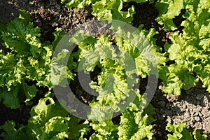 Top view of green lettuce lactuca sativa young plants growing in vegetable garden