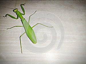 Top view of Green locust aka grass hopper