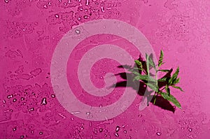Top view of green mint leaves on the wet bright pink surface.Empty space.Template for desigh and text