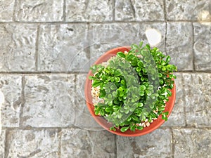 top view green Murraya paniculata plant in pot with grey brick background