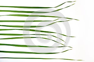 Top view of green oat grass leaves on white background
