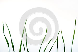 Top view of green oat grass leaves on white background, copy space