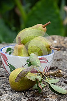 Top view of green pears from orchard in bowl, on stone with moss, outdoors, selective focus, green background,