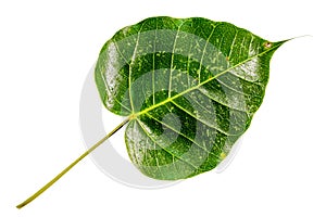 Top view of green pho leaf  or bothi leaf, bo leaf isolated on white background