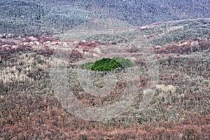 Top view of a green pine grove in a bare forest