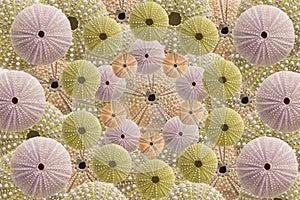 Top view of green and pink Sea urchins shells pattern