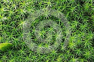 Top view of green plant