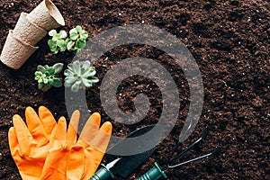 top view of green plants, gardening tools, empty pots and rubber gloves