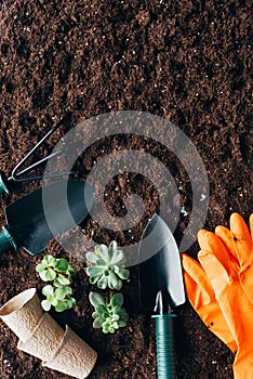 Top view of green plants, gardening tools, flower pots and rubber gloves