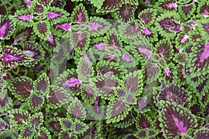 Top view of Green and Purple leaf of Coleus Forskohlii or Painted Nettle Plectranthus scutellarioides in the garden.