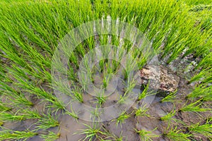Top view green rice field texture