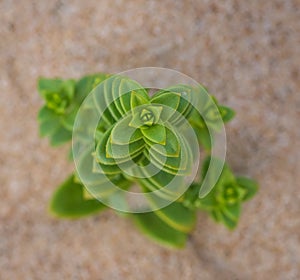 Top view on green sea sandwort Honckenya peploides plant photo
