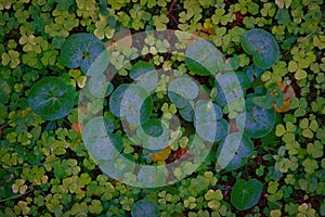 Top view on green shamrocks. Wood sorrel Oxalis acetosella closeup