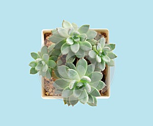 Top view green succulent cactus in pot on ligth blue background, decoration concept photo