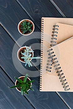 top view of green succulents in pots and notebooks