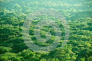 Top view green tree forest abstract nature background