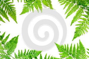 Top view of green tropical fern leaves on white background. Flat lay. Minimal summer concept. Ð¡opy space.