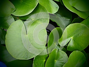 Top view of green water lily pads.