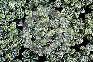 Top view of green and white fittonia plants.