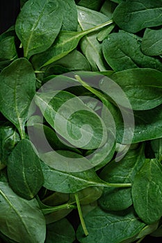 Top View of greenery spinach leaves