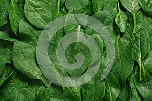 Top View of greenery spinach leaves