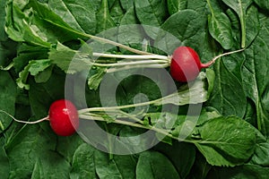 Top View of greenery spinach leaves and radish