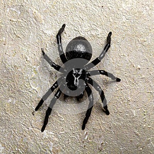 Top view of a grey chrome house spider, white background. Generated image