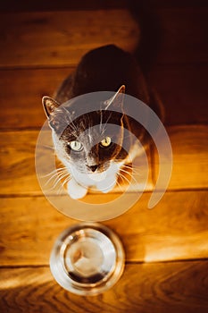 Top view of a grey cute domestic cat sitting on the wooden floor near an empty bowl and waiting for food to be given to him.