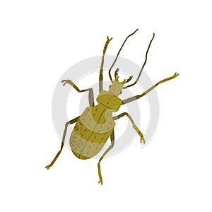 Top view of ground beetle with horns, long legs and antennae. Green insect isolated on white background. Colored flat