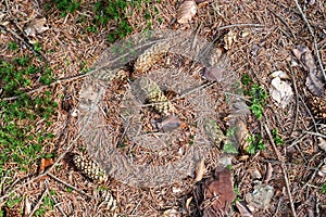 Top view of the ground in a forest with pine cones, pine needles, and autumn leaves