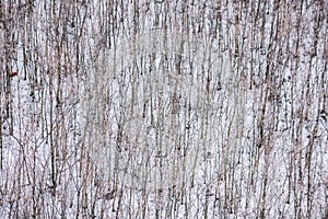 Top view group of bare trees in winter snow