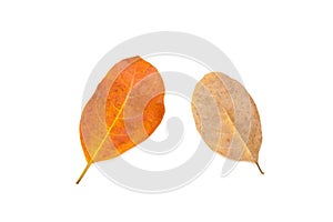 Top view of group brown dry leaves isolated on white background.