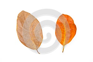 Top view of group brown dry leaves isolated on white background.