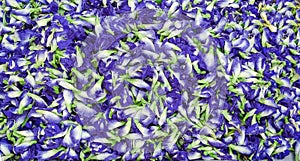 Top view Group Butterfly pea flower for background