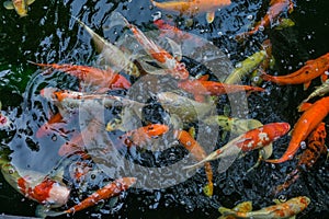 Top view of group of koi carp fish swimming in the pond